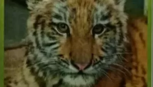 A Budapesti Állatkertben 2026 tavaszáig látható Pablo, akit a Készenléti Rendőrség egy házkutatás során mentett ki