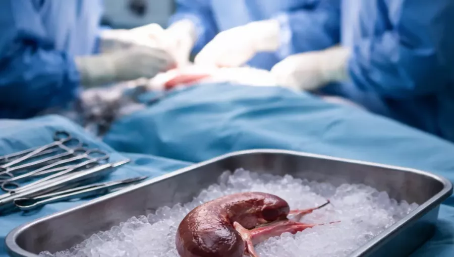 Rekordot döntött a veseátültetések száma Magyarországon