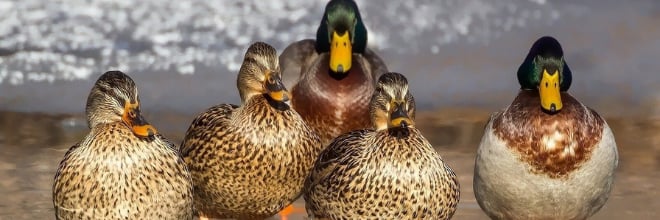 Újabb madárinfluenza-esetek Európában – Magyarországon továbbra sincs korlátozás alatt álló terület Újabb madárinfluenza-esetek Európában – Magyarországon továbbra sincs korlátozás alatt álló terület