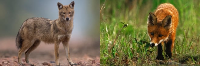 Veszélyes parazitákat keresnek a rókákban és aranysakálokban – országos monitoring indult Veszélyes parazitákat keresnek a rókákban és aranysakálokban – országos monitoring indult